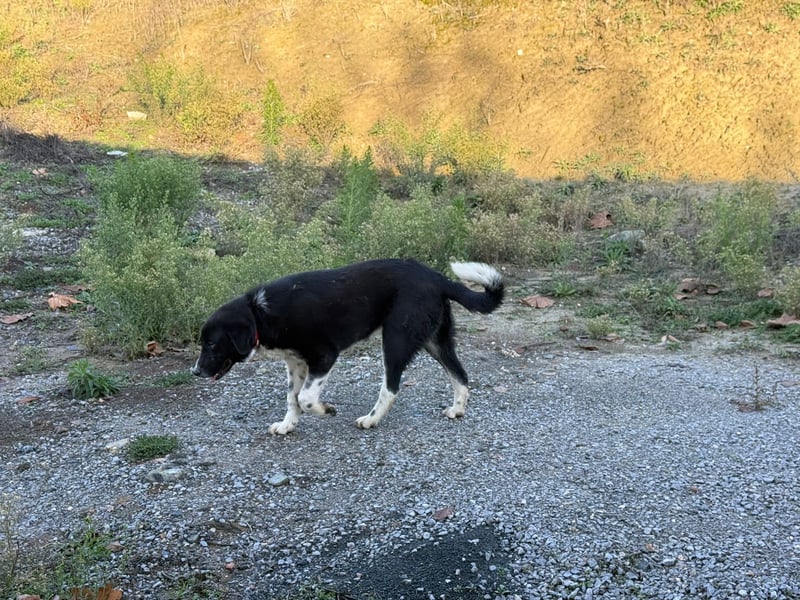 Mr. Big – kleiner Schauspieler mit großem Herzen