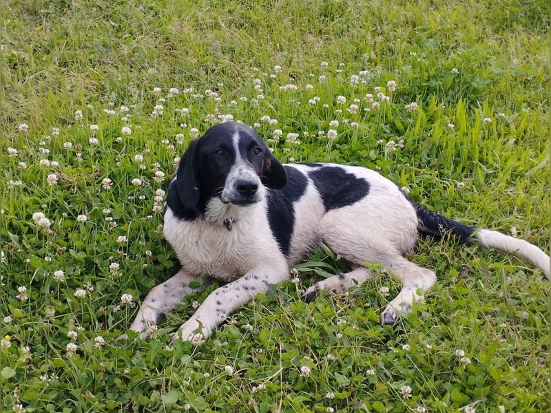 Porthos - ein fröhlicher kleiner Sonnenschein