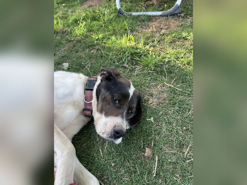 Lotte – Lebensfrohes Pointermädchen sucht aktive Familie!