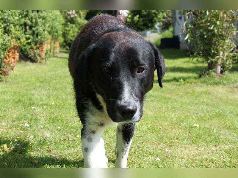 Samu -  Lustiger Jungspunt sucht sein Für-immer-Zuhause