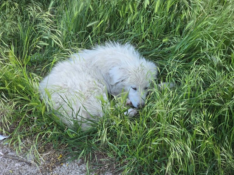 April – kleine Kämpferin mit großem Kuschelherz sucht ihr Glück