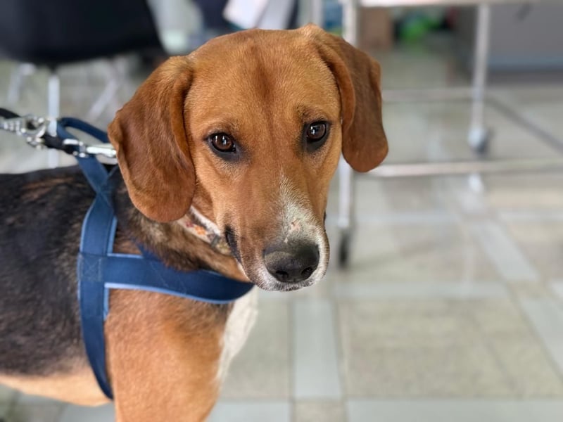 Ion – Laufhund sucht aktive Menschen