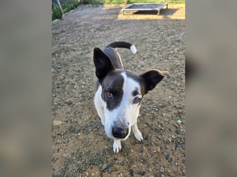 Oca – treue Schmusehündin mit großem Herzen