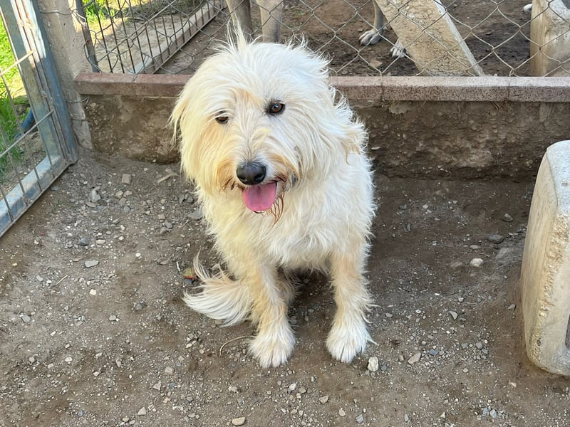 Angel - unser Engel sucht ihr Glück