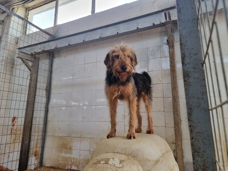 Toffee – Lebhafte Hundedame sucht ein Zuhause, das ihr gerecht wird!