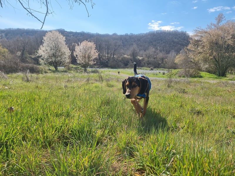Cupcake – ein kleines Wunder mit großem Herzen