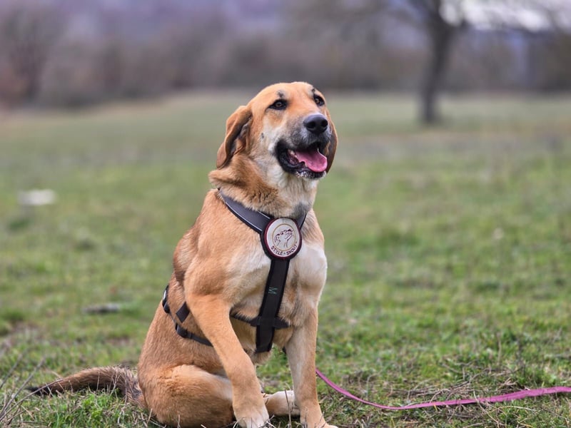 Eda- verspielte Riesin