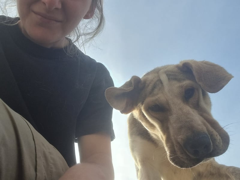 Paddy – junger Schatz sucht sein Für-Immer-Zuhause!