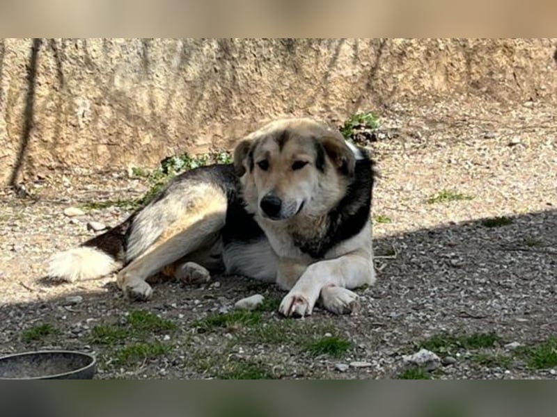 Steve - ein wahrlicher Herzbube