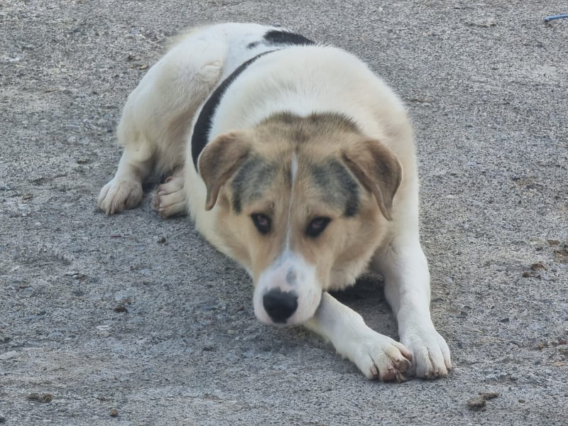 Henry - ein sanfter Entdecker