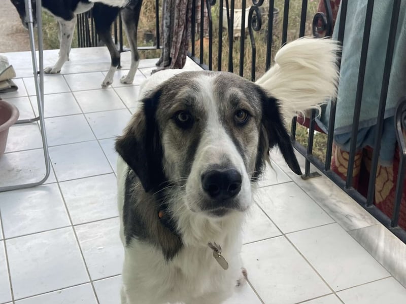 Ophelia -  sanfte Hundedame, sucht ihr Für-immer-Zuhause