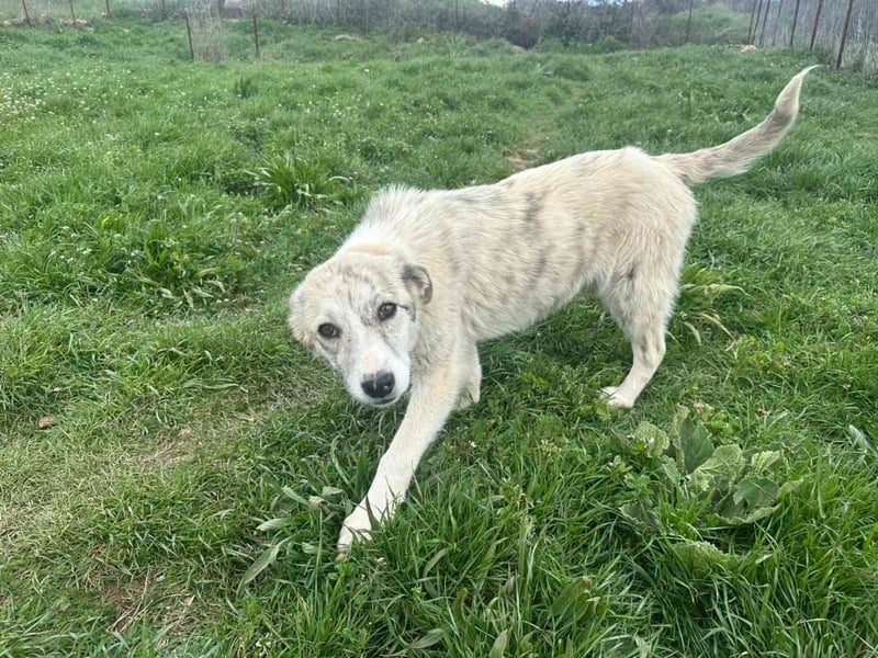 Leo - ein neugieriger Entdecker sucht seine Familie