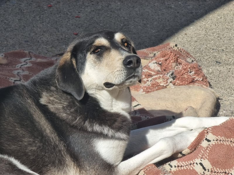 Trudi – Husky-Mix auf der Suche nach ihrem großen Glück!