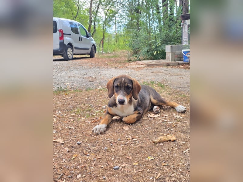 Freya- kleines Herz sucht sein Zuhause