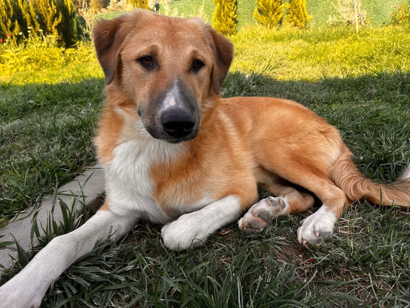 Pascha – ein verspielter Genießer sucht sein Für-immer-Zuhause!