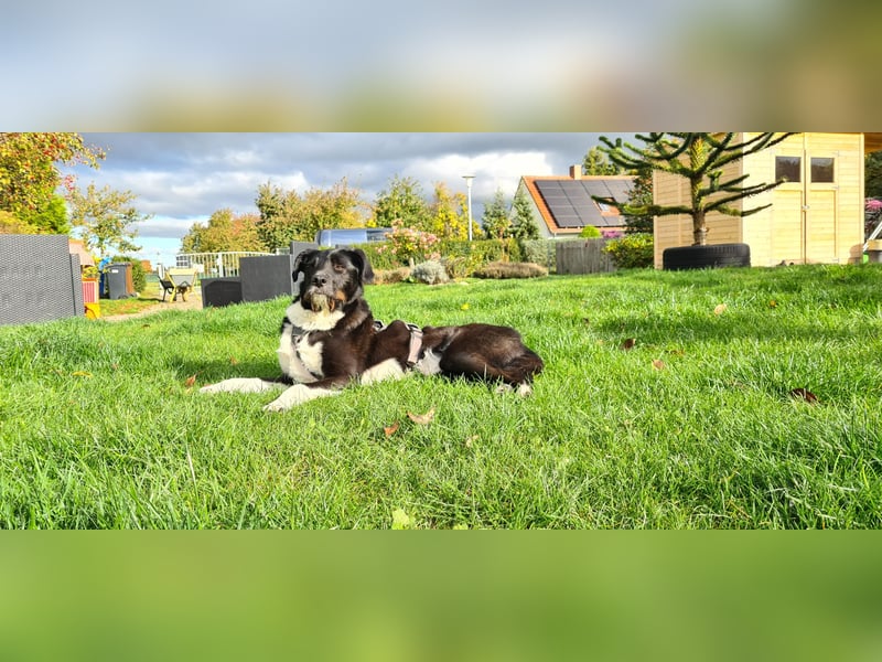 Yaron - ein echter Gentleman mit Schnurrbart und Herz