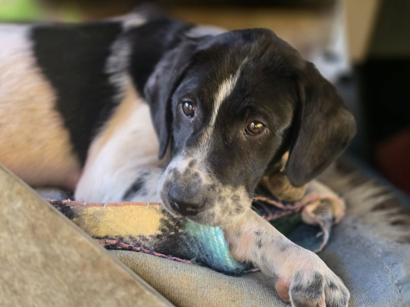 Porthos - ein fröhlicher kleiner Sonnenschein