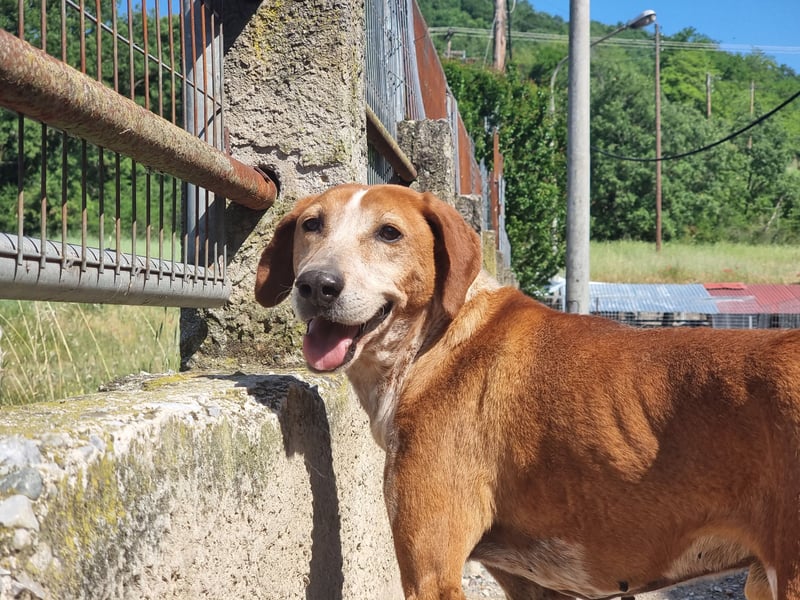 Carlo - ein wunderbarer Hund, der endlich gesehen werden möchte