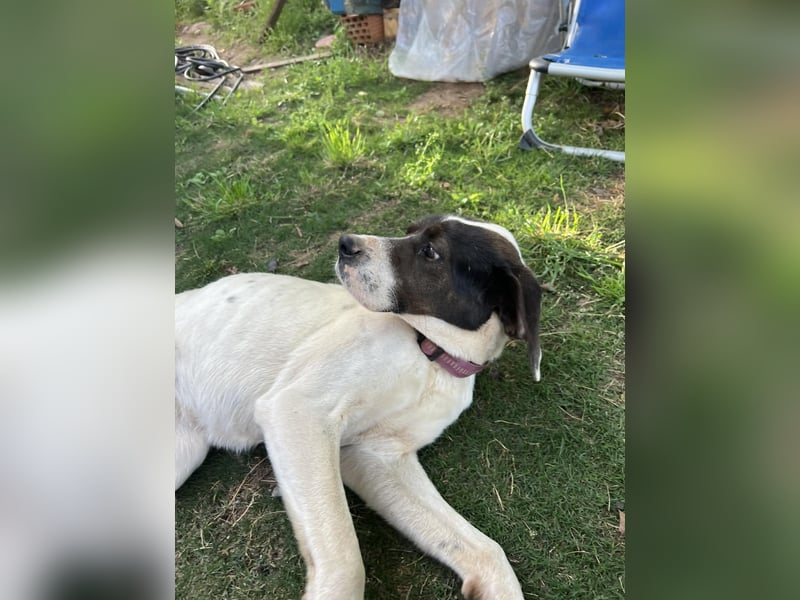 Lotte – Lebensfrohes Pointermädchen sucht aktive Familie!