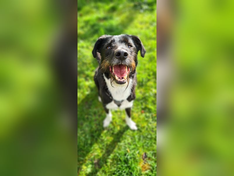 Yaron - ein echter Gentleman mit Schnurrbart und Herz