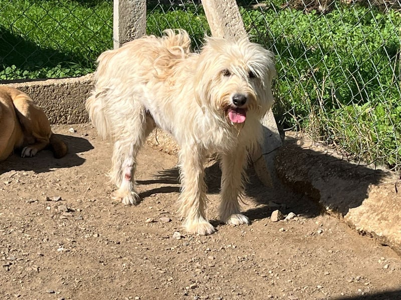 Angel – unser Engel sucht ihr Glück