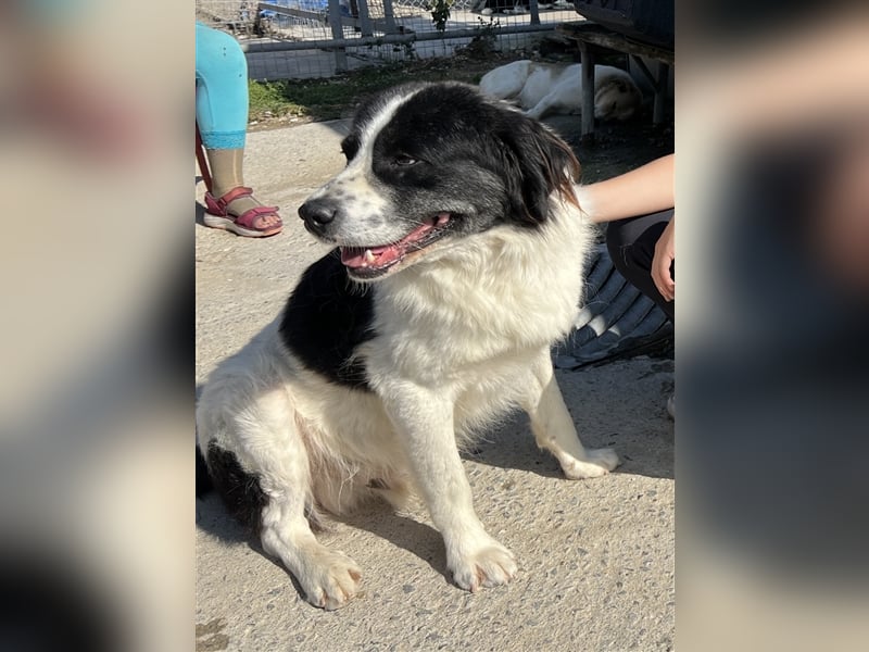 Hugo - Herzbube ist Trumpf