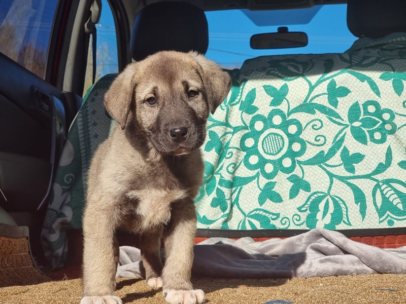 Ash sucht seine Menschen