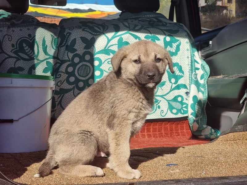 Nick sucht seinen Menschen