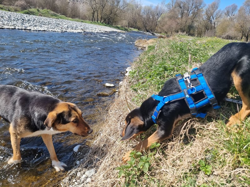 Cupcake – ein kleines Wunder mit großem Herzen
