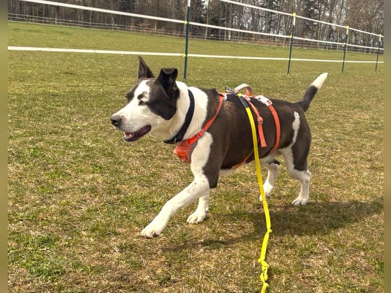 Oca – treue Schmusehündin mit großem Herzen