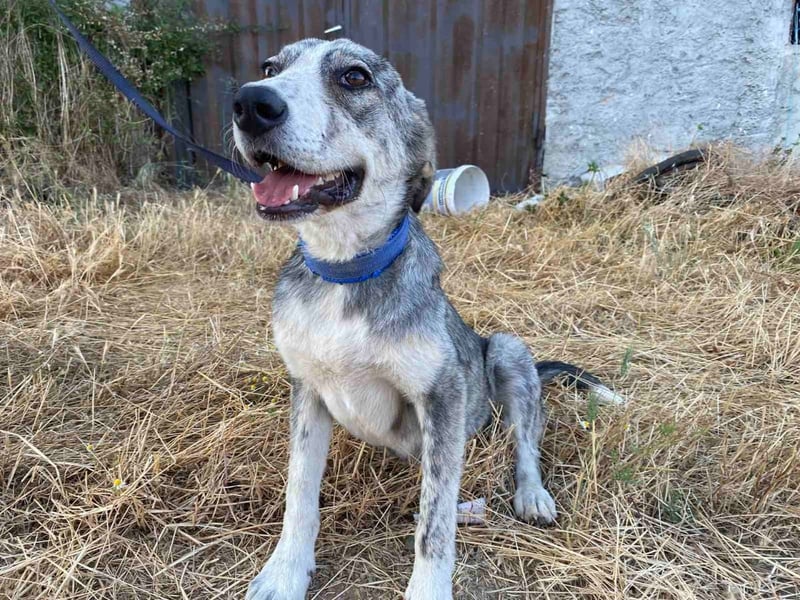 Babis - eine lebensfrohe Abenteurerin sucht ihr Zuhause