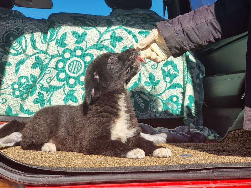 Ash sucht seine Menschen