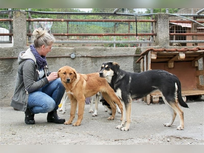 Lola - Alle gute Dinge sind DREI + 1