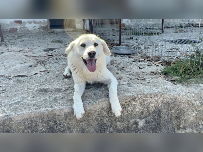 (D)ein Traum in weiß: Vice sucht sein Happy End!