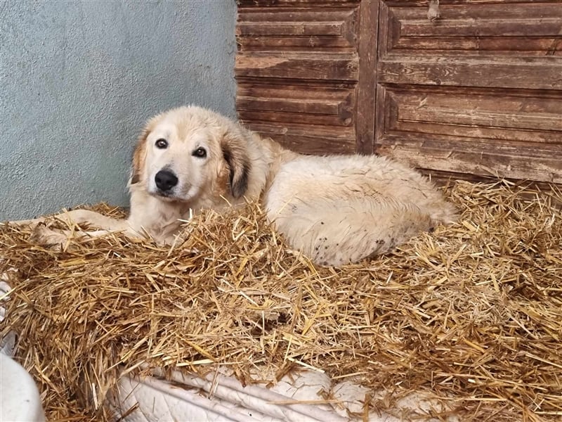Sebezoula - seit Welpenalter im Shelter