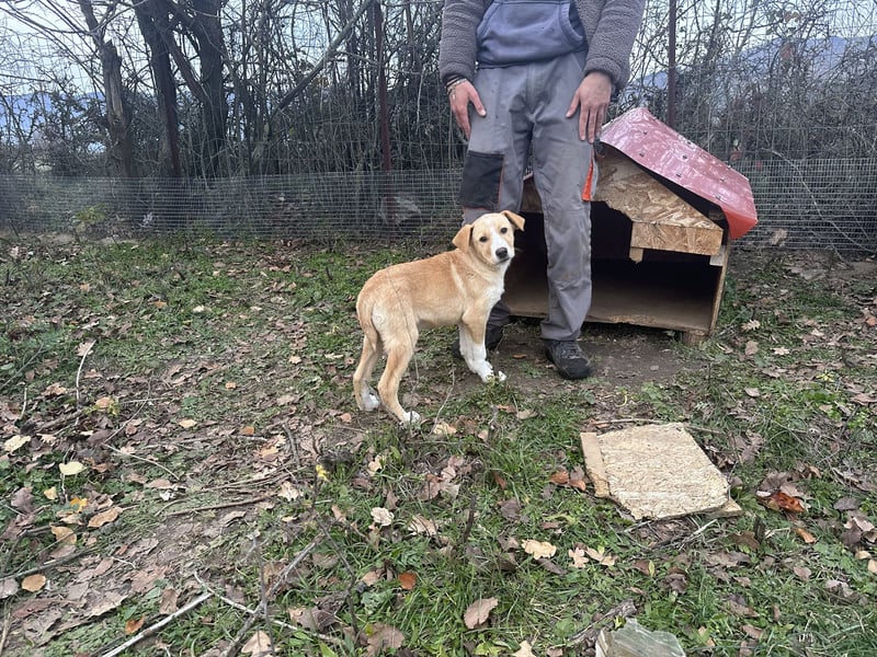 Niko – ein lebensfroher Herzenshund auf der Suche nach seinem Zuhause