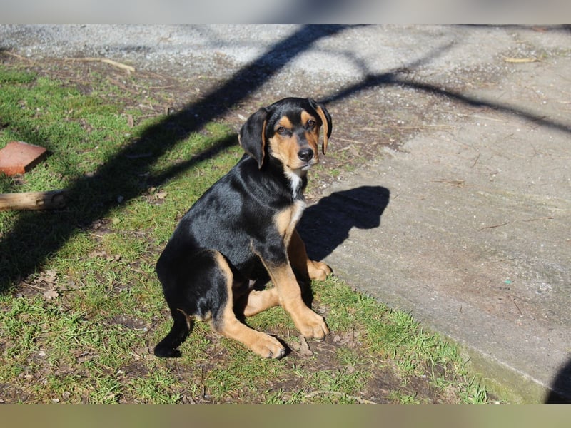 Cupcake – ein kleines Wunder mit großem Herzen