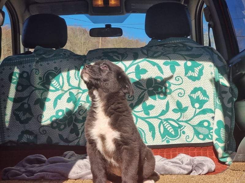 Ash sucht seine Menschen