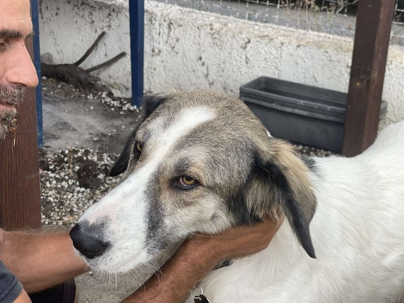 Ophelia -  sanfte Hundedame, sucht ihr Für-immer-Zuhause