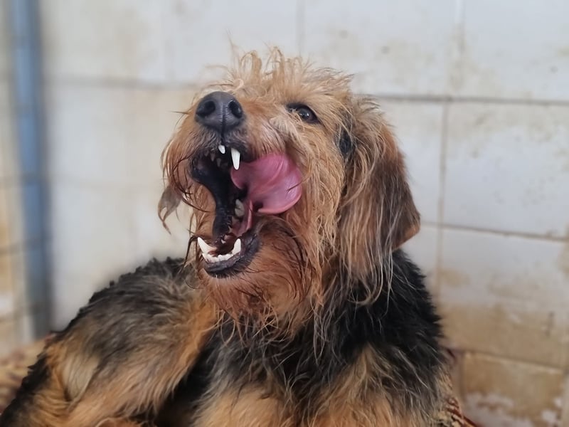 Toffee – Lebhafte Hundedame sucht ein Zuhause, das ihr gerecht wird!