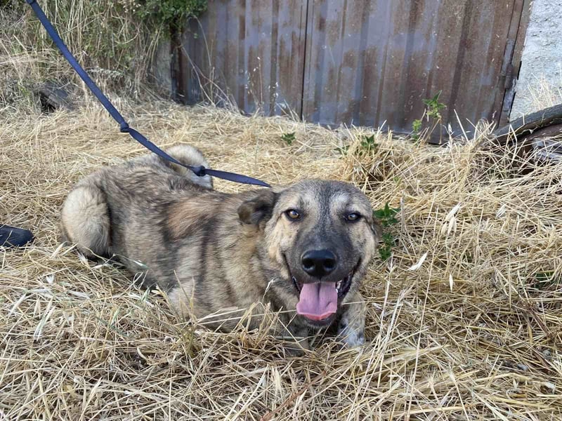 Leo - ein neugieriger Entdecker sucht seine Familie