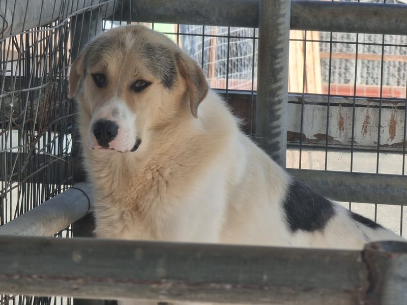 Henry - ein sanfter Entdecker