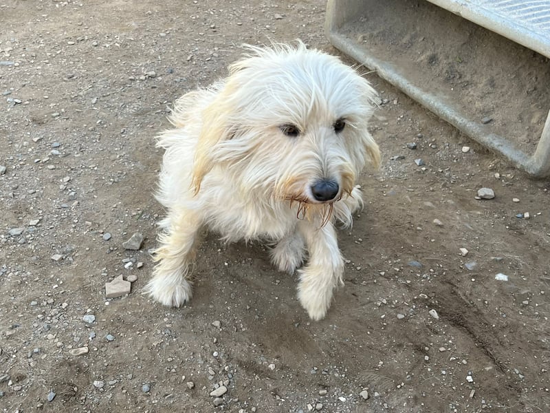 Angel - unser Engel sucht ihr Glück