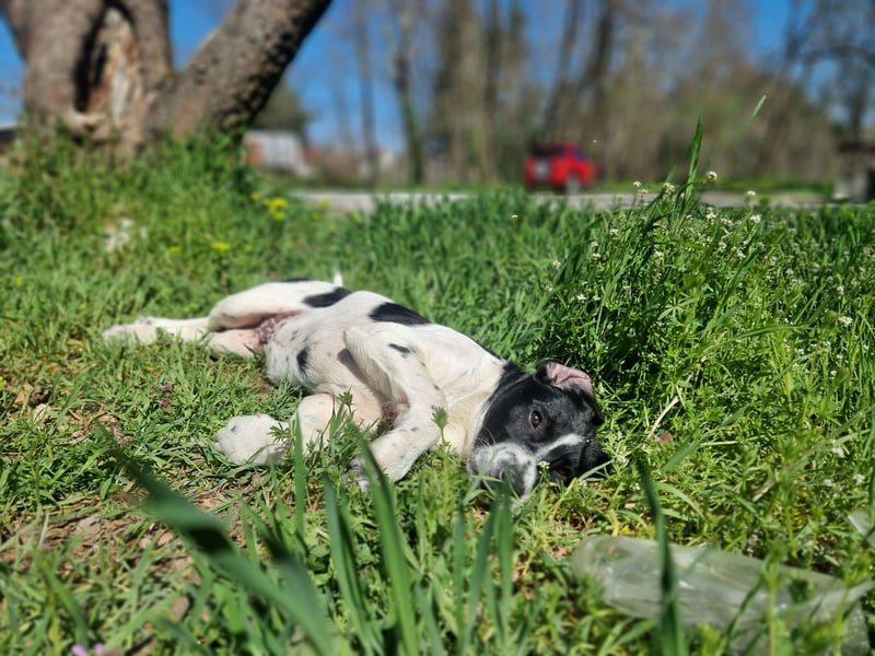 Porthos - ein fröhlicher kleiner Sonnenschein