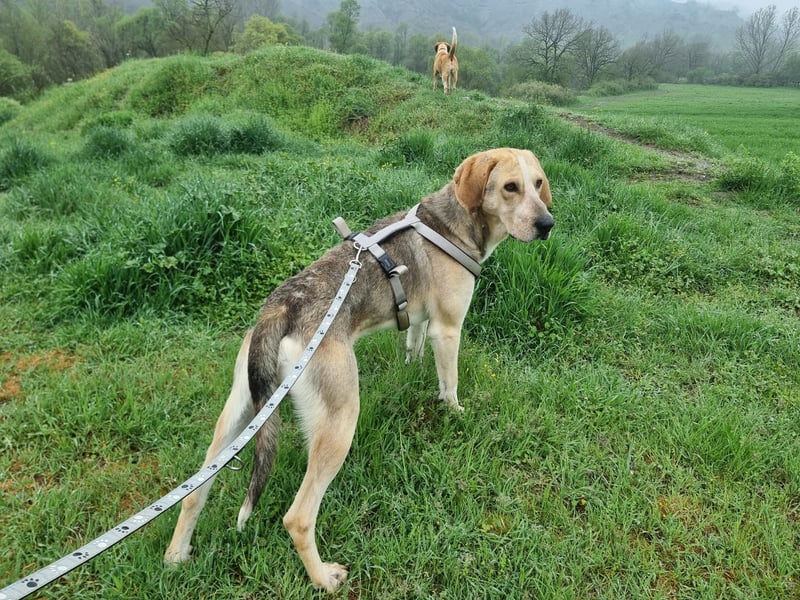 Paddy – der Gute-Laune-Hund