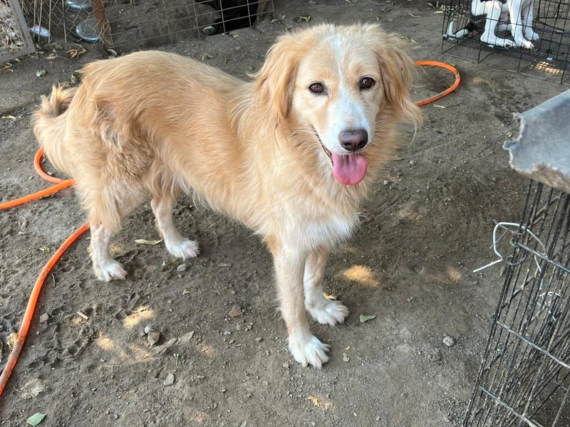 Kitty - Ein Herz voller Mut und Liebe sucht ein Zuhause