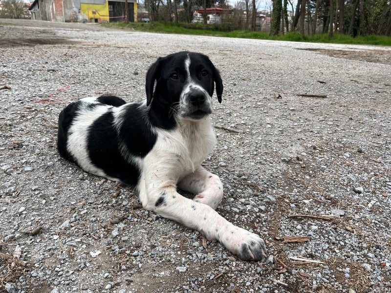 Porthos - ein fröhlicher kleiner Sonnenschein