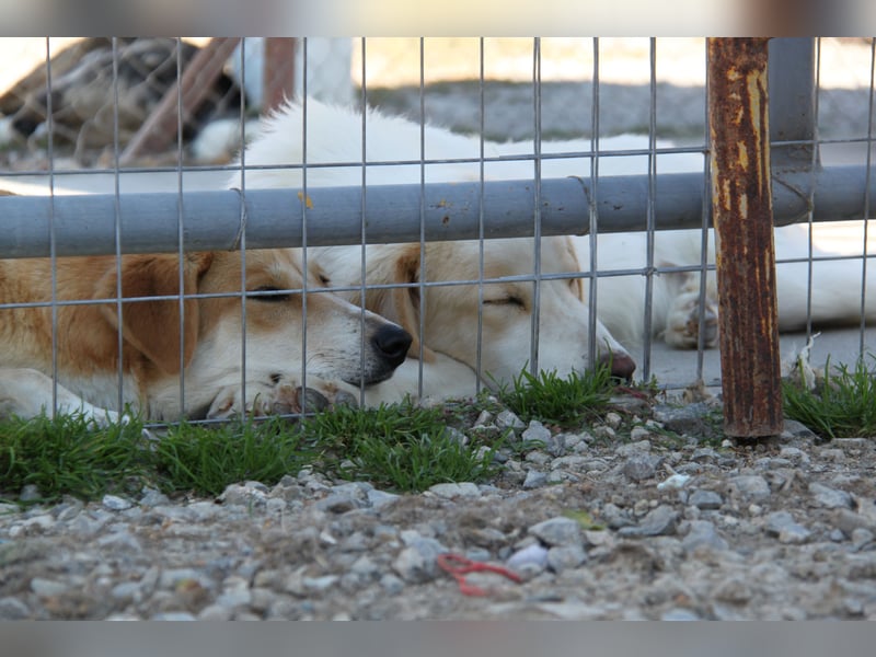 Blanca – sanfte Beobachterin mit großem Herz