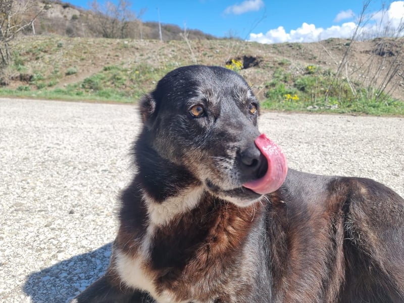 Hedi zeigt - Das Leben ist schön
