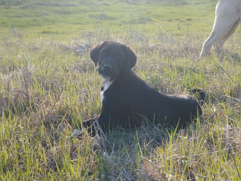 Aramis - ein sanfter kleiner Held auf vier Pfoten